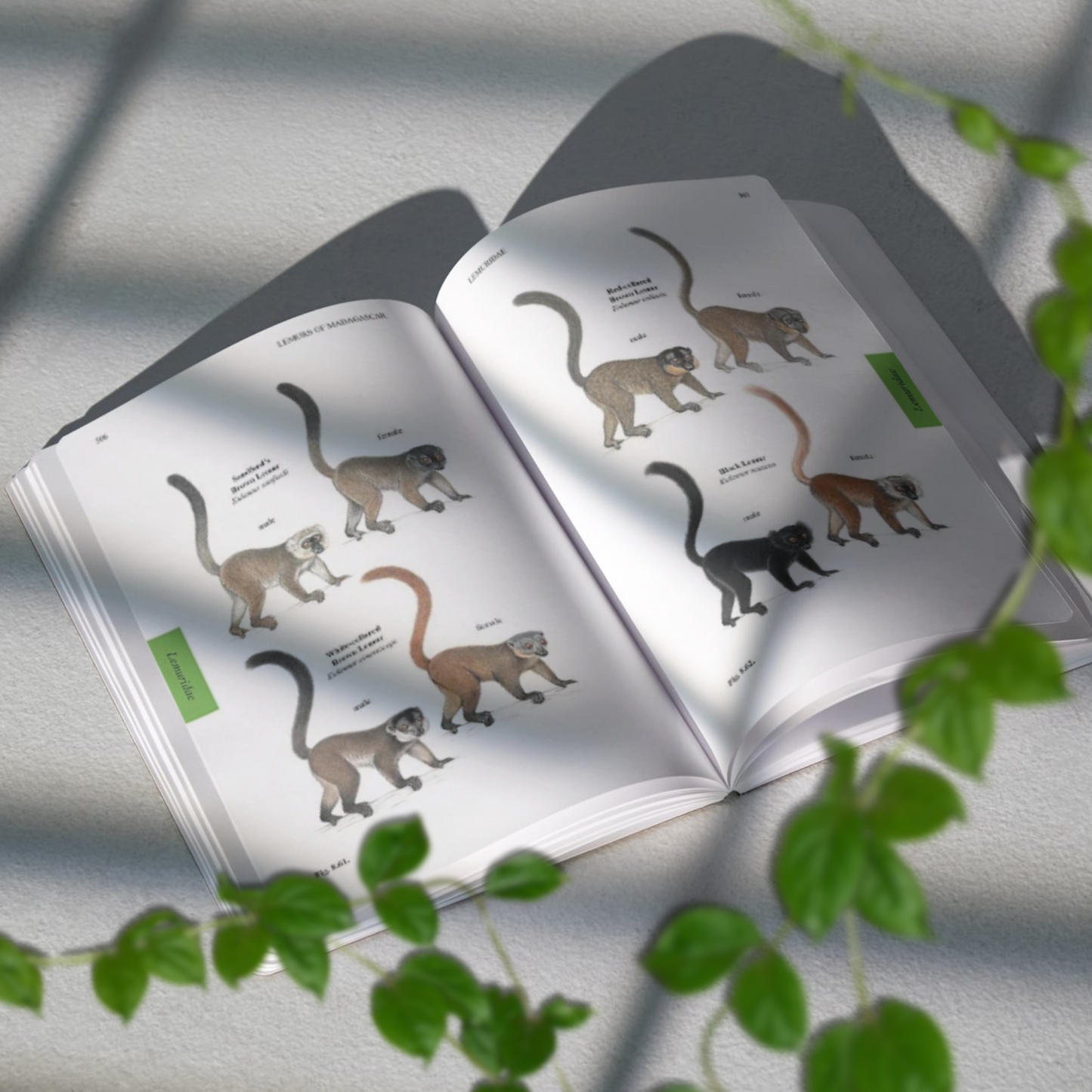‘Lemurs of Madagascar’ Field Guide, Fifth Edition